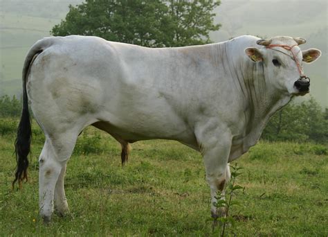 italian cattle chianina.